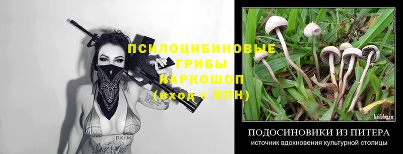 Псилоцибиновые грибы Psilocybe Верхний Тагил